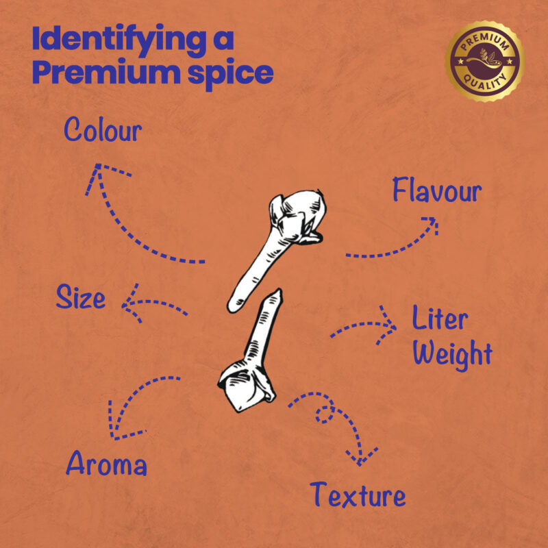 CRISTA Indian Clove - Image 5