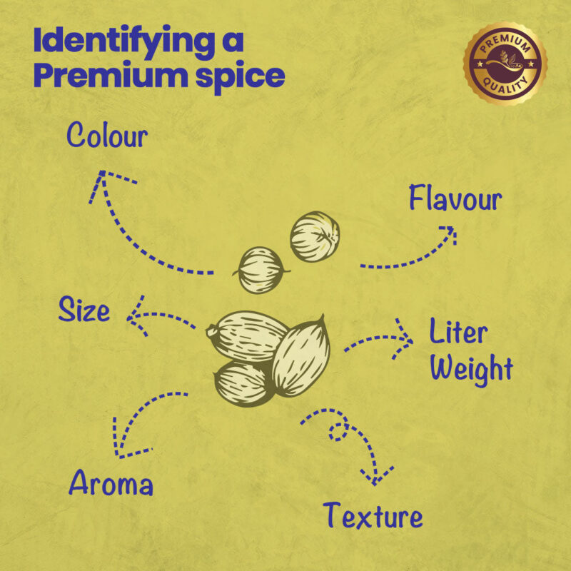 CRISTA Coriander 100 gms - Image 11