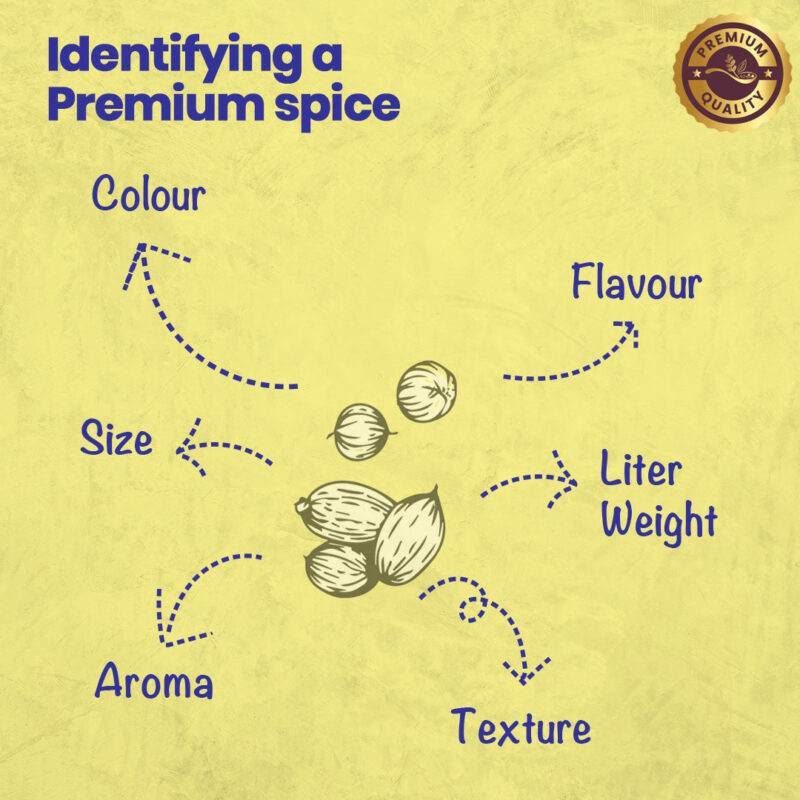 CRISTA Coriander 100 gms - Image 5