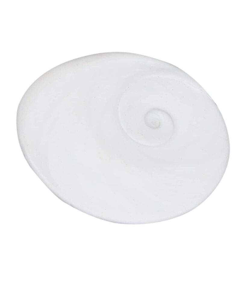 Raja Gomati Chakra 35 mm Big Size Original Natural Gomathi Chakram for Vishnu Mahalakshmi Pooja, Stone