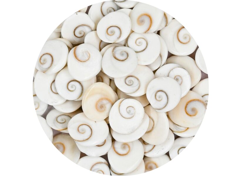 Certified Gomati Chakra Original River Stones - 11 Pieces Gomti Chakra Original from Gomathi River Dwarka (11 Pieces)