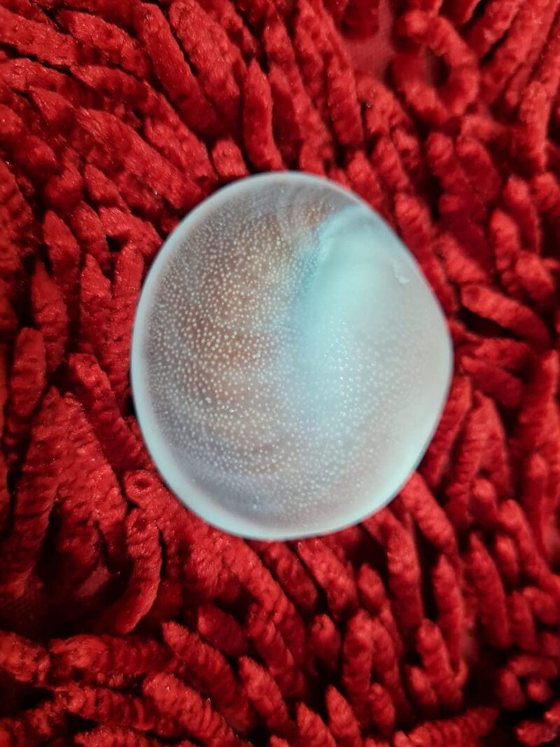 Jyotish Darshan Certified Gomati Chakra Big Size Original Natural Gomathi Chakram for Vishnu Mahalakshmi Pooja Stone |गोमती चक्र