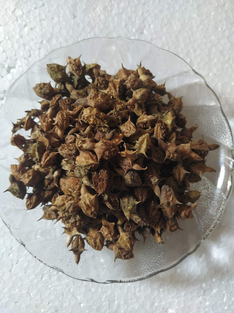 Ambe Ayurveda - Gokhru Bada Seed - Pedalium Murex - Large Caltrops Raw - 50gm - Image 2