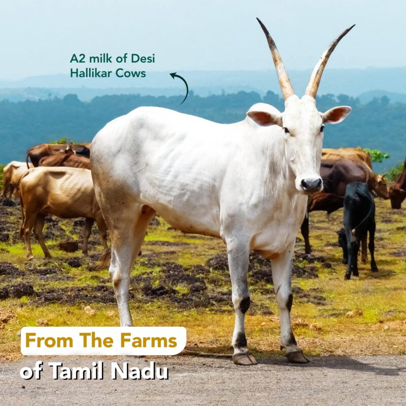 Anveshan A2 Desi Cow Ghee 1 Litre | Traditionally Bilona-Churned, Danedar Ghee | Aromatic| NABL Lab Tested (70+ tests), Cruelty-Free | Grass-Fed | Glass Jar - Image 2